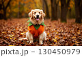 Cute dog in pumpkin costume for halloween sitting in autumn park 130450979