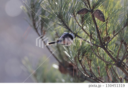 松の木で餌を探すエナガ 130451319