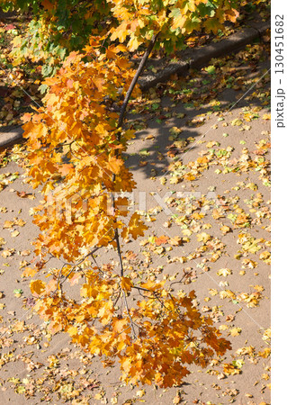orange autumn foliage view from above. colorful forest nature background. tranquil scenery orange autumn foliage view from above. colorful forest nature background. tranquil scenery 130451682