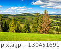 mountainous carpathian countryside landscape. scenic rural valley. grassy alpine meadow under blue sky with fluffy clouds. forest on hill. vacations in highlands of ukraine on a sunny autumn day 130451691