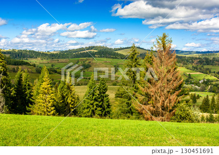 mountainous carpathian countryside landscape. scenic rural valley. grassy alpine meadow under blue sky with fluffy clouds. forest on hill. vacations in highlands of ukraine on a sunny autumn day 130451691