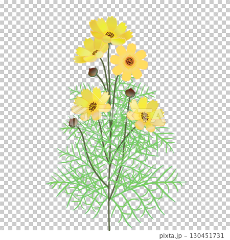 コスモスのイラスト 130451731