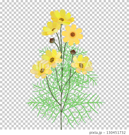 コスモスのイラスト 130451732