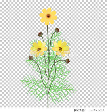 コスモスのイラスト 130451734