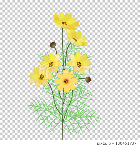 コスモスのイラスト 130451737