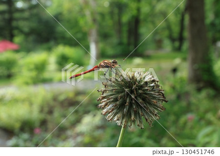 植物にとまった赤とんぼ 130451746