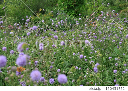 薄紫色の花 薄紫色の花 130451752