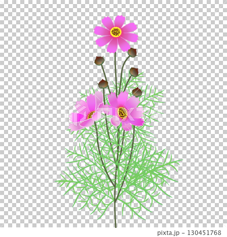 コスモスのイラスト 130451768