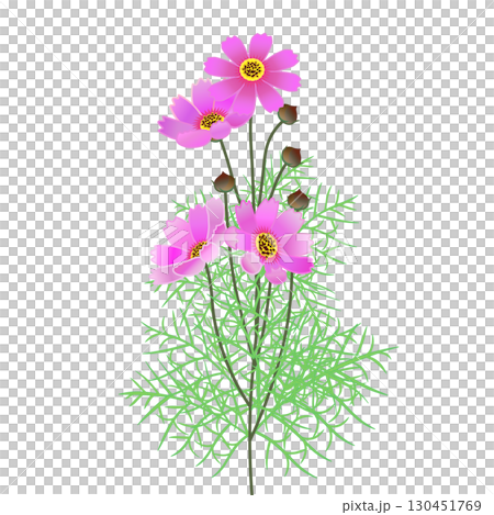 コスモスのイラスト 130451769