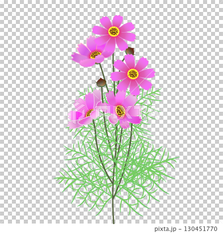 コスモスのイラスト 130451770