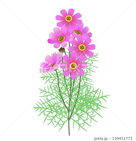 コスモスのイラスト コスモスのイラスト 130451771