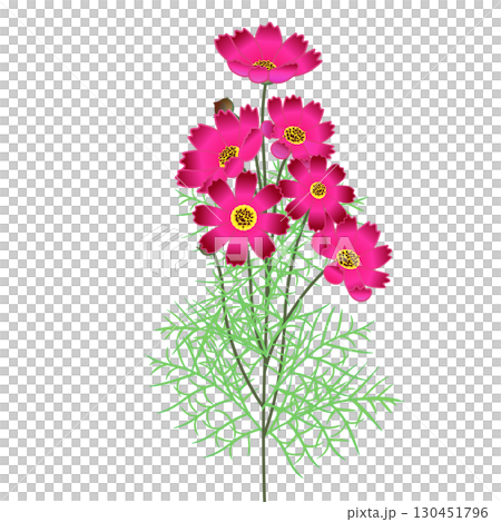 コスモスのイラスト 130451796