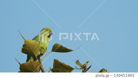 Agra, Uttar Pradesh, India. Motion Rose-ringed Parakeet Siting On Tree Branch. Sittacula Krameri, Ringneck Parrot, Kramer Parrot From Psittacidae Family. Indian Rose-ringed Parakeet Manillensis 130451905