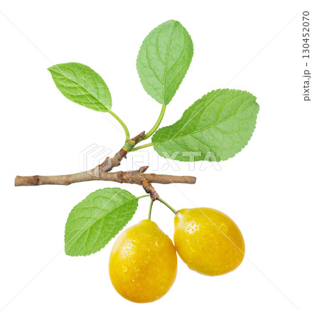 branch of ripe yellow plums with leaves isolated on white background 130452070