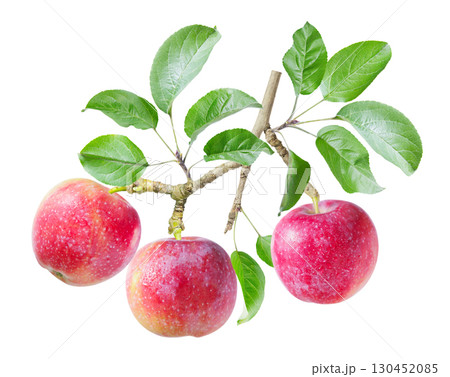 branch of ripe apples with leaves isolated on white background branch of ripe apples with leaves isolated on white background 130452085