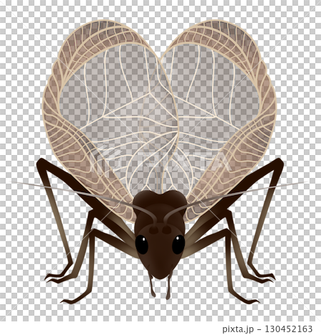 蟋蟀展翅鳴叫 蟋蟀展翅鳴叫 130452163