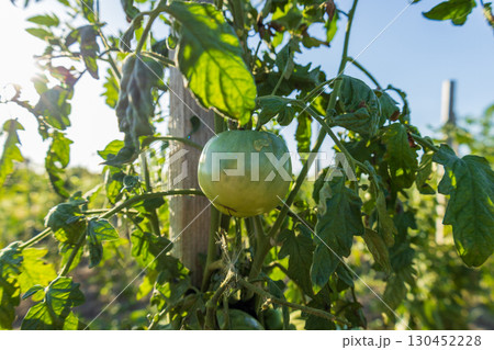 A green tomato hangs on a vine surrounded by lush green leaves, basking in the bright summer sunlight 130452228