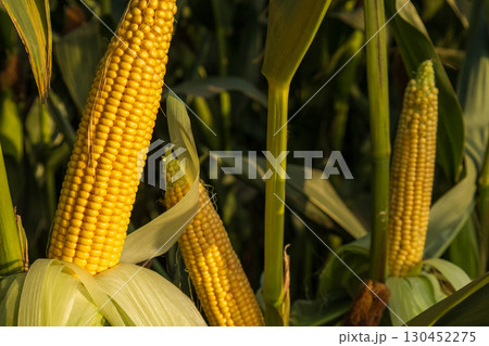 Ripe yellow corn cobs are visible on tall corn plants in a rural field, illuminated by warm late afternoon sunlight Ripe yellow corn cobs are visible on tall corn plants in a rural field, illuminated by warm late afternoon sunlight 130452275