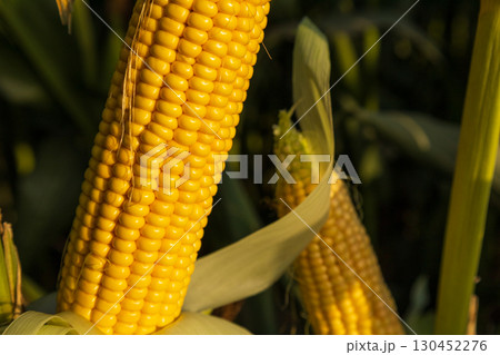 Golden corn cobs stand proudly among lush green leaves, showcasing their harvest readiness under warm sunlight 130452276