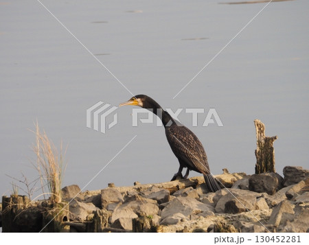 川口市の荒川周辺に生息するカワウ 130452281
