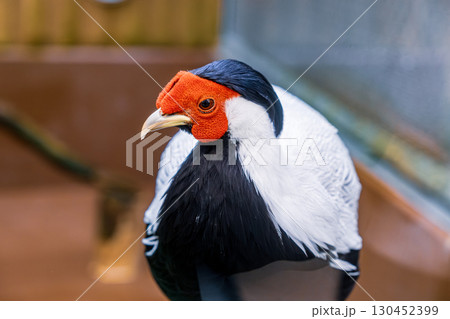 【#動物園】ハッカン 【#動物園】ハッカン 130452399