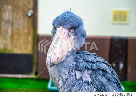 【#動物園】ハシビロコウ 130452402