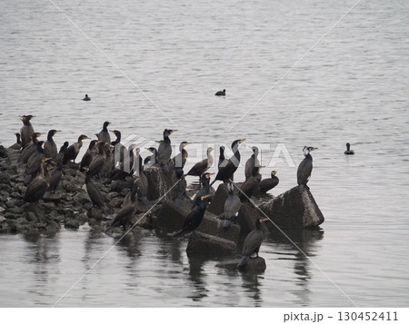 川口市の荒川周辺に生息するカワウ 130452411