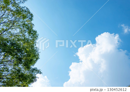 青空と雲と木立 130452612