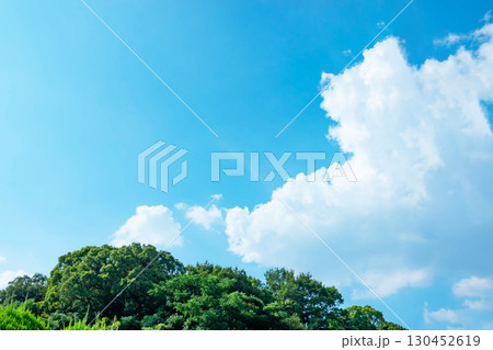 青空と雲と木立 130452619