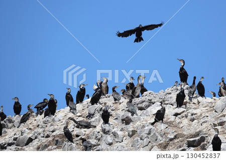 ウミウのコロニー 130452837
