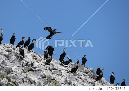 ウミウのコロニー 130452841