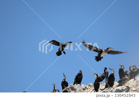 ウミウのコロニー 130452843