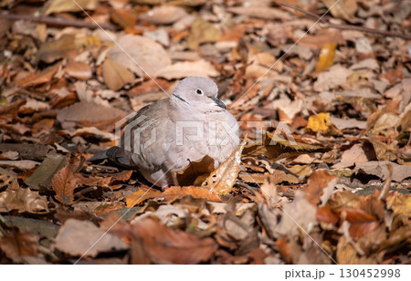 冬のシラコバト 冬のシラコバト 130452998