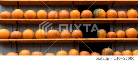 Row of many ripe orange white pumpkins decor wooden shelf barn wall farm yard barn fall harvest fest market. Halloween thanksgiving celebration symbol plant. Country rustic squash autumn background 130453000