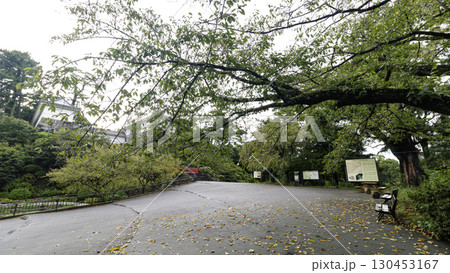 小田原城址の夏 130453167