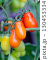 Tomato plant with fruit 130453334