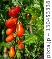 Tomato plant with fruit 130453338