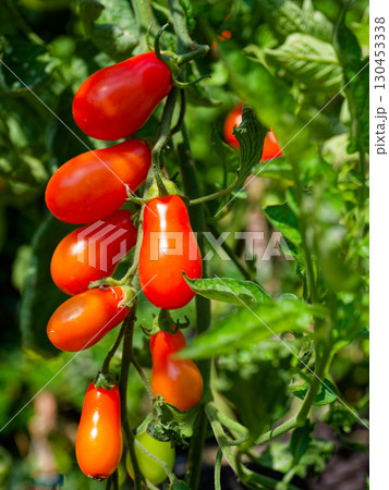 Tomato plant with fruit 130453338