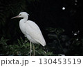 暗い中に映える白鷺 130453519