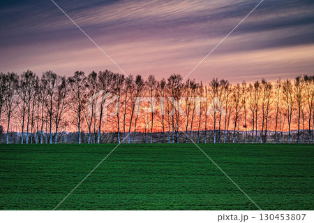 夕焼けに映える白樺並木 130453807