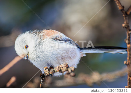 青空と小さな天使、シマエナガのポートレート 130453851