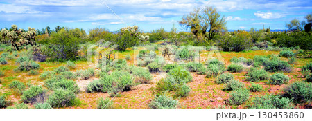 Landscape Sonoran Desert Arizona 130453860