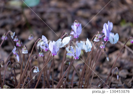 夏のわりに咲くシクラメン・ヘデリフォリウム 夏のわりに咲くシクラメン・ヘデリフォリウム 130453876