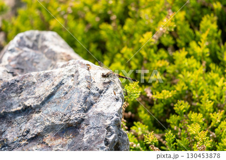 高山植物のあるロックガーデンとトンボ 130453878