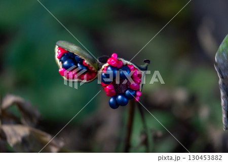 ヤマシャクヤクの実は赤と黒のコントラストが見事 130453882