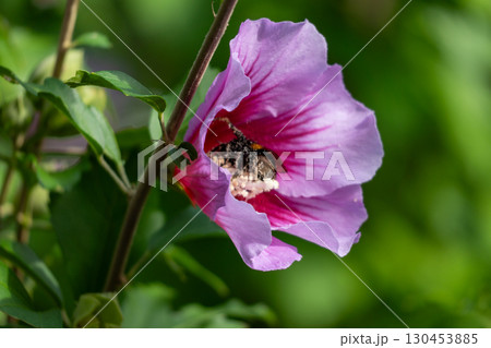 ムクゲの花粉まみれになる蜜蜂 130453885