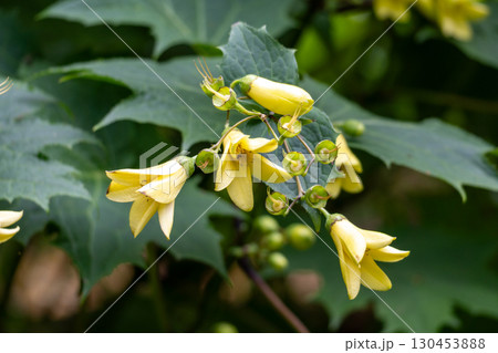 咲き終わりのキレンゲショウマ 130453888