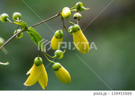 キレンゲショウマのつぼみ 130453889