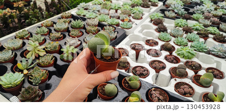 Close-up of a hand holding a small decorative plant in a pot at a nursery. Concept: indoor gardening, retail plant display, and plant care. 130453928