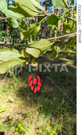Barberry Berries Hanging on Branch in the Forest 130453932